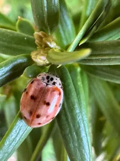 Cream-streaked Ladybird thumbnail 3