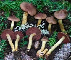 Cortinarius ominosus thumbnail 1