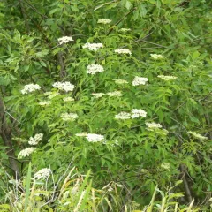 American black elderberry thumbnail 3