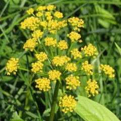 golden Alexanders thumbnail 2