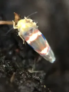 Grapevine Leafhopper thumbnail 4