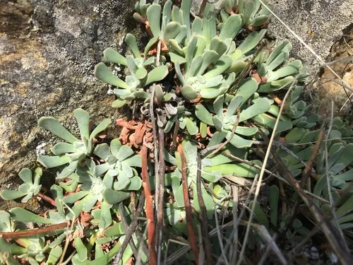 applegate stonecrop