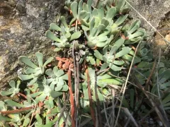 applegate stonecrop thumbnail 1