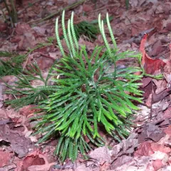 fan clubmoss thumbnail 4
