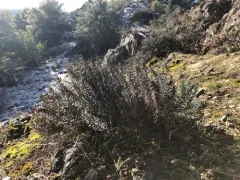 Sierra cliffbrake thumbnail 4