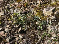 snapdragon skullcap thumbnail 3