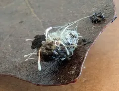 Penicillium vulpinum thumbnail 4