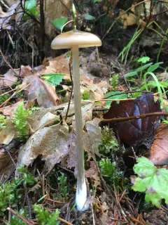 Entoloma hirtipes thumbnail 3
