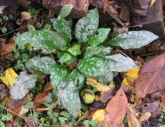 Golovinomyces asperifoliorum thumbnail 2