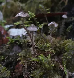branched shanklet thumbnail 1