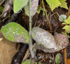 Golovinomyces hieraciorum thumbnail 3