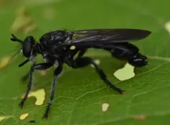 Dagger Laphria thumbnail 4