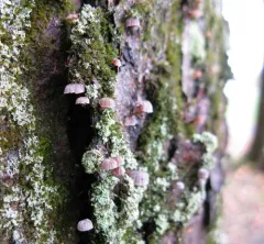 mauve bonnet thumbnail 2