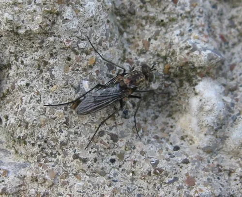 Tachytrechus angustipennis