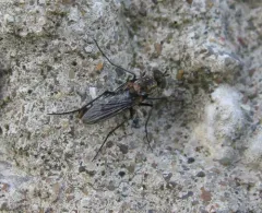 Tachytrechus angustipennis thumbnail 1
