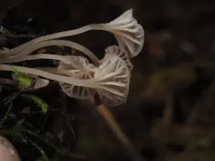 Entoloma rhodocylix thumbnail 1