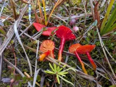 Waisted Waxcap thumbnail 4