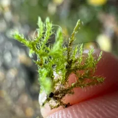 Golden Feather-moss thumbnail 4