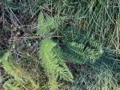 eastern yarrow thumbnail 2