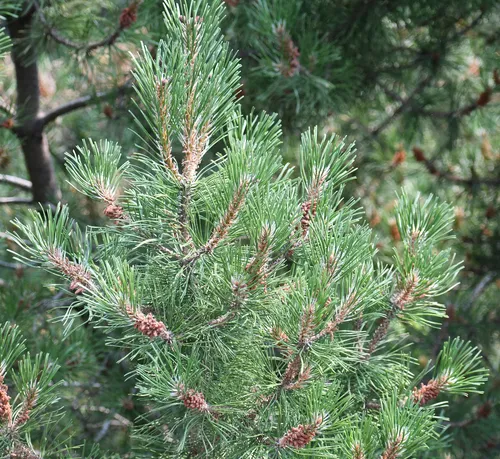 mountain pine