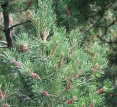 mountain pine thumbnail 1