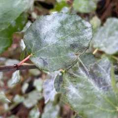 Erysiphe sydowiana thumbnail 1