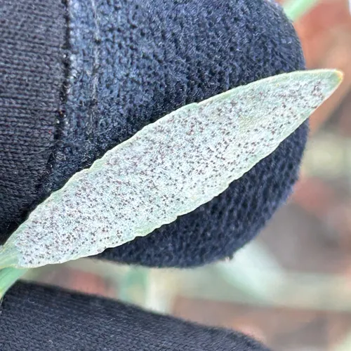 Erysiphe polygoni