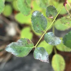 Rose Powdery Mildew thumbnail 2