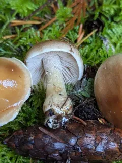 Hebeloma velutipes thumbnail 2