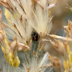 Hippodamia apicalis thumbnail 4