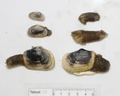 Truncate Softshell Clam thumbnail 1