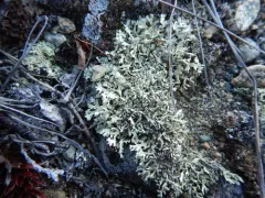 Colorado Rock-shield thumbnail 2