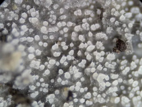 Scopuloides rimosa