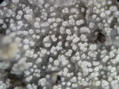 Scopuloides rimosa thumbnail 1