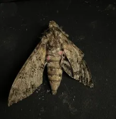 Pink-spotted Hawkmoth thumbnail 2