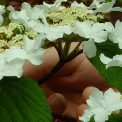 hobblebush thumbnail 4