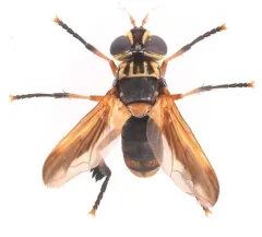 Trichopoda indivisa thumbnail 3