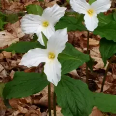 large white trillium thumbnail 4