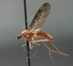 Sylvicola cinctus thumbnail 2