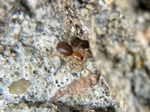 European Ant-eating Spider