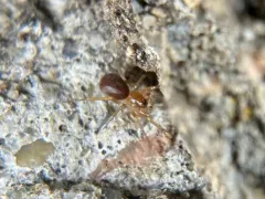 European Ant-eating Spider thumbnail 1