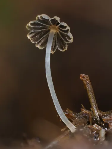 least inkcap