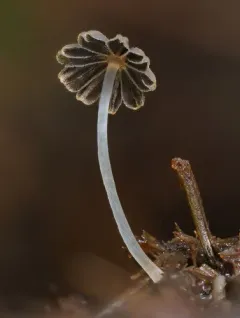 least inkcap thumbnail 1