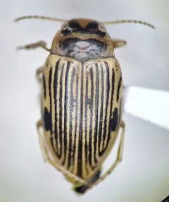 Oreodytes alaskanus thumbnail 2