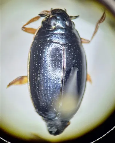 Gyrinus affinis