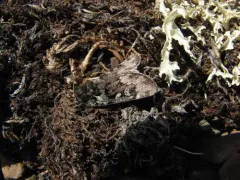 Xestia maculata thumbnail 2