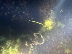 Atlantic Bluespotted Cornetfish thumbnail 4