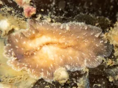 East Pacific Tunicate Flatworm thumbnail 1