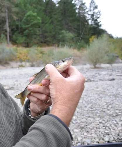 Umpqua Pikeminnow
