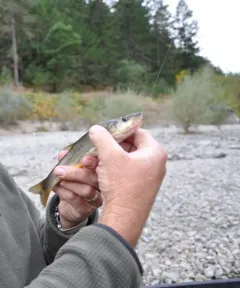 Umpqua Pikeminnow thumbnail 1